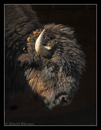 Photo of Bison bison by <a href="http://www.blevinsphoto.com/contact.htm">David Blevins</a>